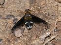 Hemipenthes velutina (a Bee-fly).jpg